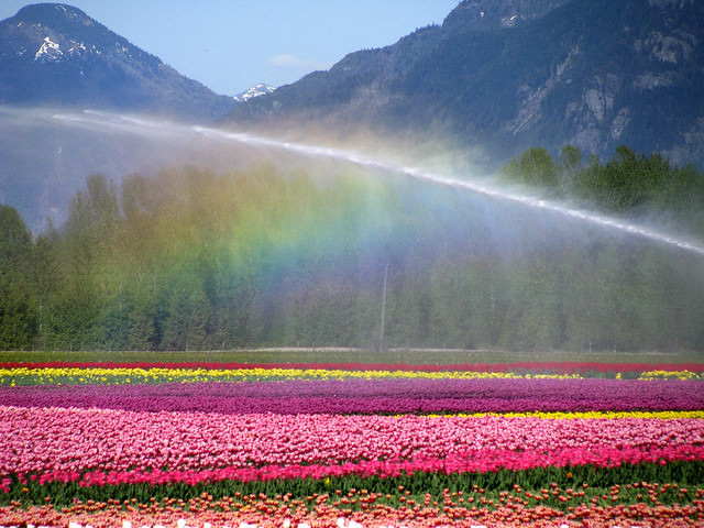 Foto Pemandangan Indah Taman Bunga Tulip di Belanda 