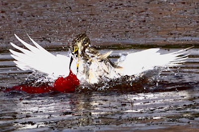 "Battling  for its life with an ensnarled flag in the water  of the Duck pond Mt Abu."