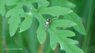 Grapholita (Grapholita) compositella DSC164213