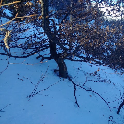 Ako na yamadori I. / Yamadori