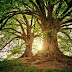 TREES OF THE SOUTH