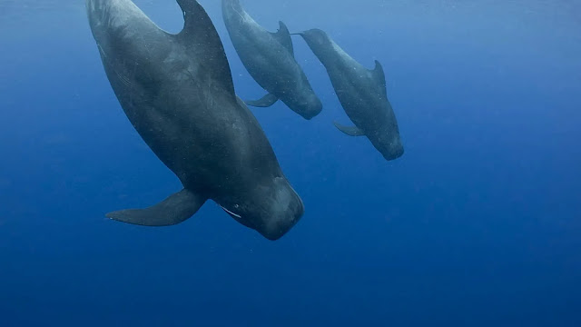 Pilot Whale