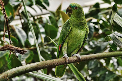 parrot facts and information