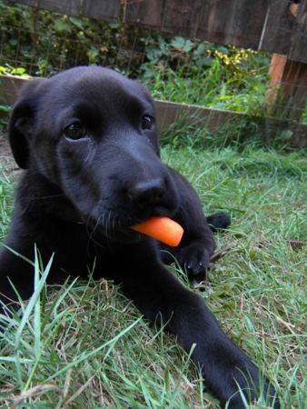 dogs as best friends