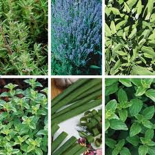 What Are the Best Herbs to Have in Your Home Herb Garden?