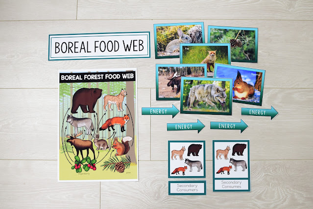 Boreal Forest Food Web and Food Chains Learning Pack