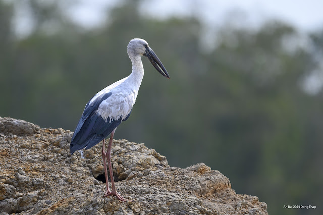 An Bui 2024 Dong Thap - Asian Openbill (Cò nhạn, Cò ốc)