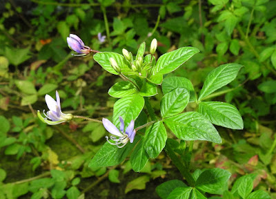 平伏莖白花菜的花