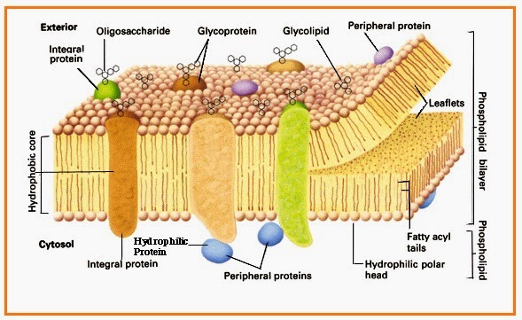 BIOLOGI GONZAGA: OSMOSIS TUBUH