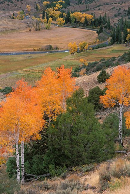 Aspen along County Road 25 in Gunnison County north of Lake City, Colorado