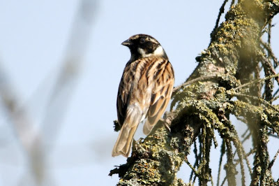 Reidmosk - Rietgors - Emberiza schoeniclus