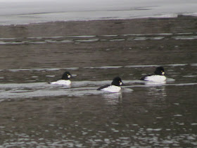 Common Goldeneye ducks