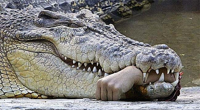 crocodile,chordata,Reptilia,Crocodylomorpha,Crocodylia,Crocodyloid,