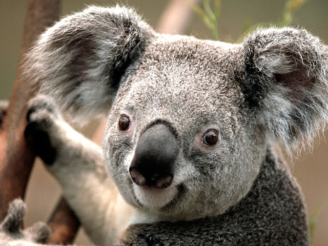 koala wildlife photos