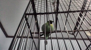 Cara Cepat Menurunkan Birahi Burung Cucak ijo