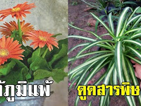 ต้นไม้ 9 ชนิดปลูกในบ้าน ฟอกอากาศดี นอนหลับสนิททั้งคืน