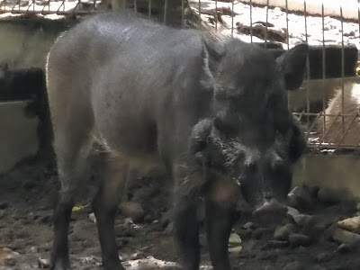 Foto Babi Hutan di Kebun Binatang Gembiraloka