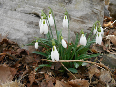 Snowdrops