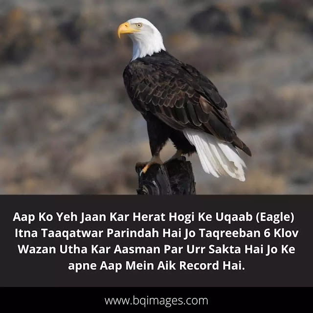 eagle Facts in hindi