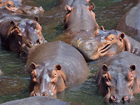 World Hippo Day - 15th February.