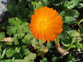Orange Flower, Brighten Up, Day, Yambol,