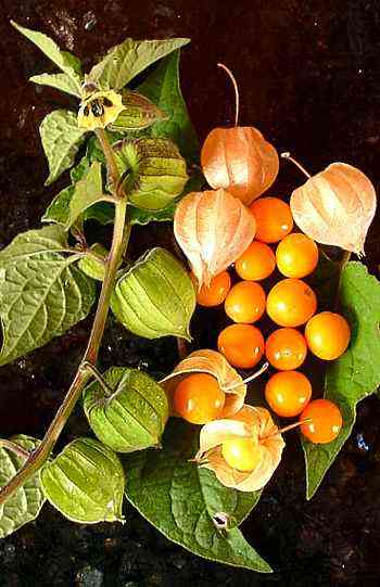 Physalis peruviana