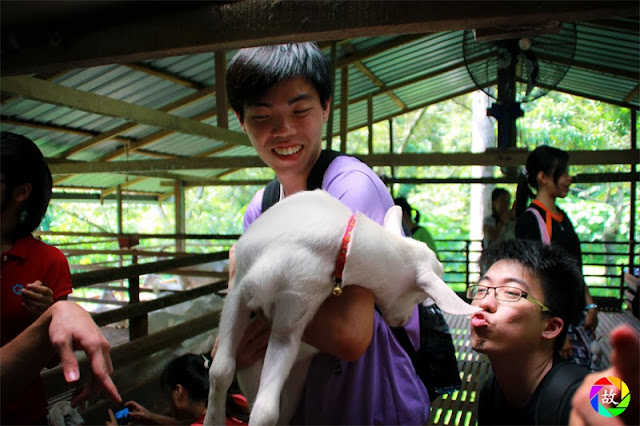 Balik Pulau Saanen Dairy Goat Farm