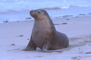 . sea lion seal, seal or sea lion, seal and sea lion, sea lion and seal, . (sea lion)