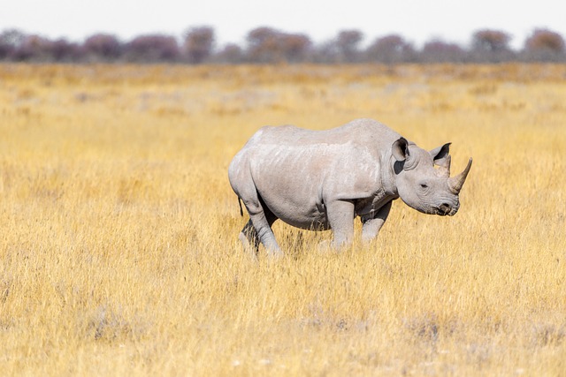 White rhino facts and information