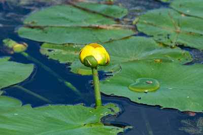 Yellow Pond-Lily (Nuphar variegata)