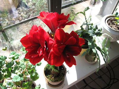 Annieinaustin,amaryllis Red Dragon