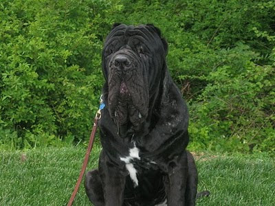 big dog breeds list. ig dog breeds list