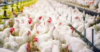كوريا الجنوبية تسجل حالة إصابة بإنفلونزا الطيور