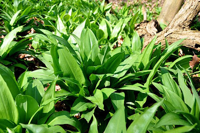 Carpet of ramsons