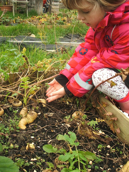 enjoying harvesting our first crop of parsnips from the allotment raised beds