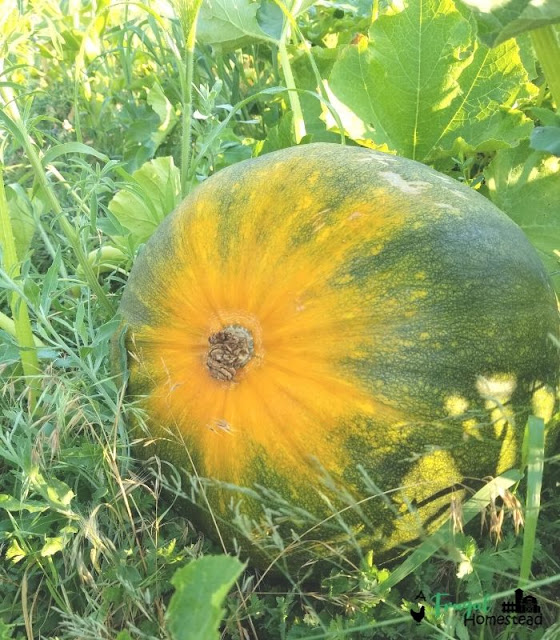 how to grow pumpkins from seeds