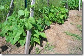Pole Beans