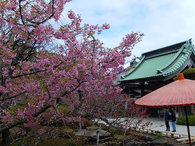  河津桜