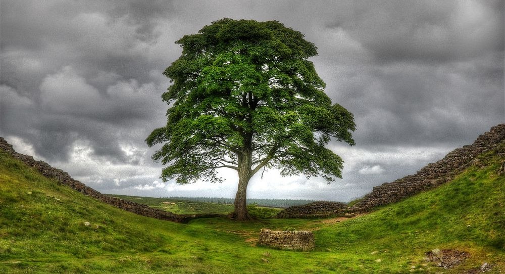 sycamore-gap-2