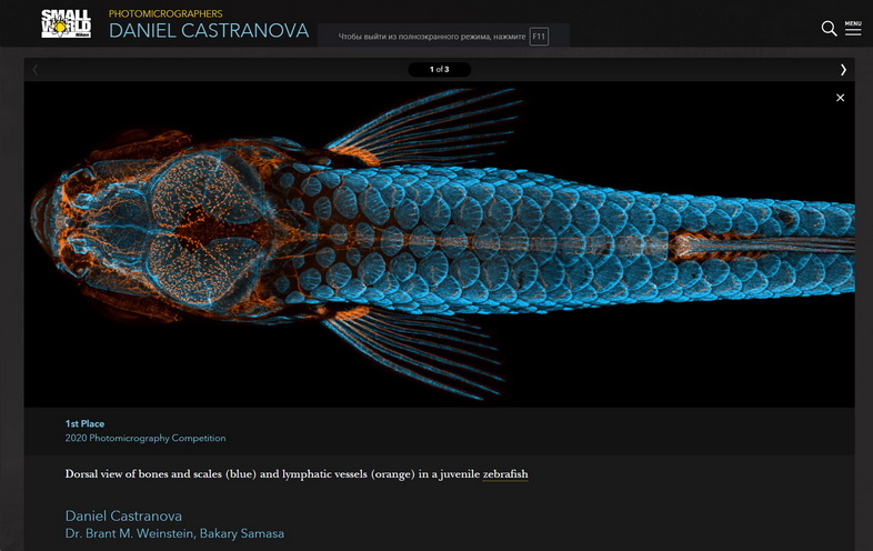 Zebrafish