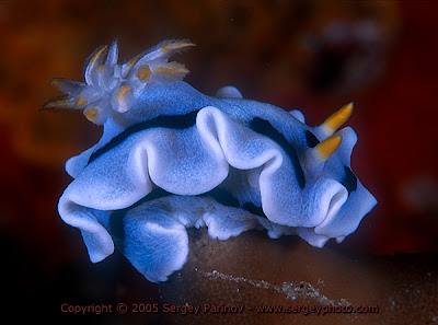 Chromodoris dianae