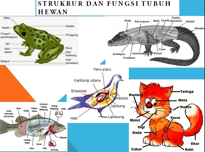 Struktur dan Fungsi Tubuh Hewan  Sumber Informasi