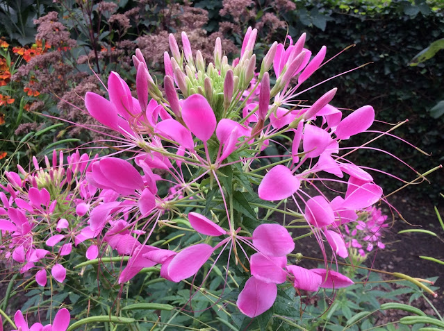 Cleome spinosa (kattensnor)