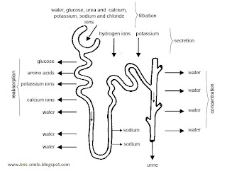 Proses pembentukan urine