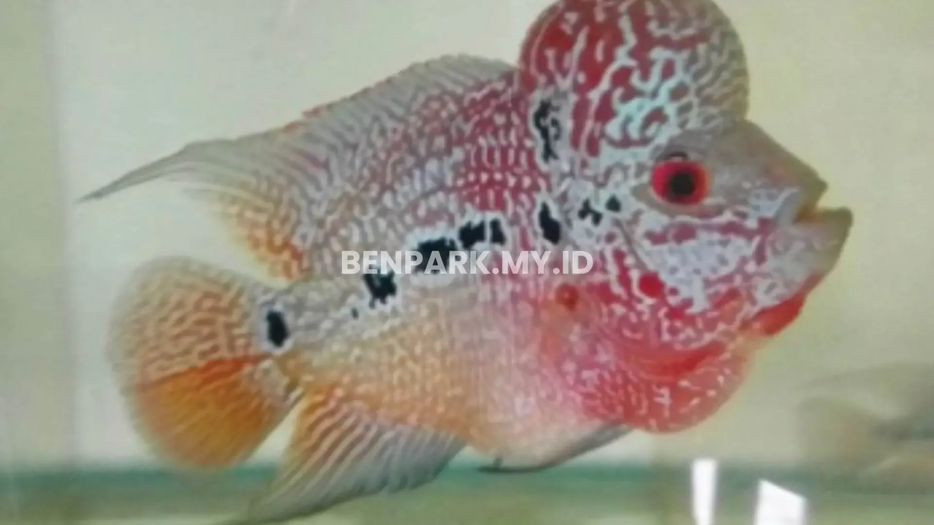 Ikan Hias Air Tawar yang Mudah Dipelihara