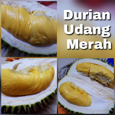 Durian Udang Merah Vs Durian Kawen