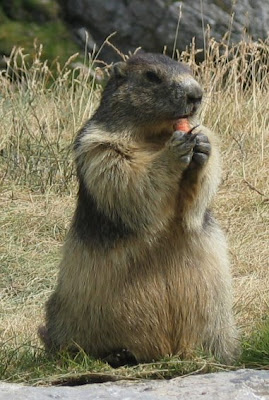 Little Marmots Photo