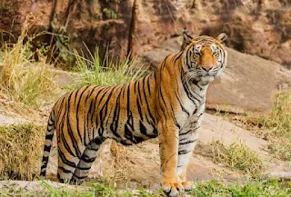Tiger showing its unique stripes