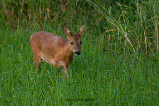 Wildlifefotografie Reh Wild Lippeaue Olaf Kerber