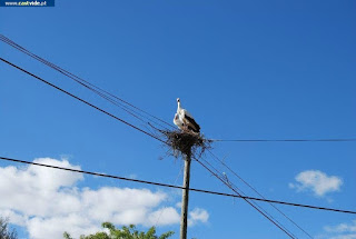 GERAL PHOTOS, STORK / Cegonha - Barragem de Póvoa e Meadas, Castelo de Vide, Portugal